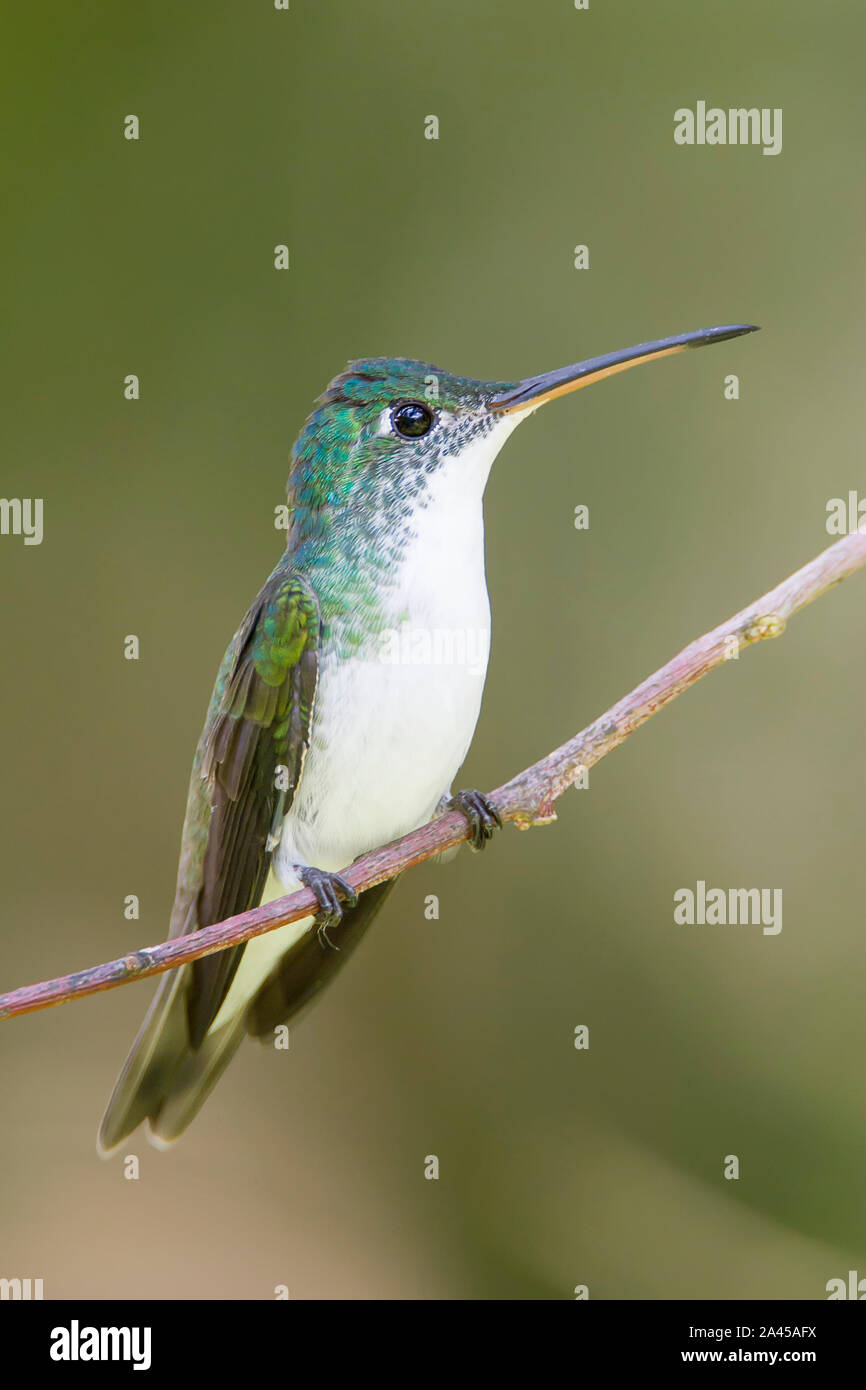 Emerald andine (Amazilia franciae) voler dans la forêt de nuages, l'Équateur Alambi 1 Banque D'Images