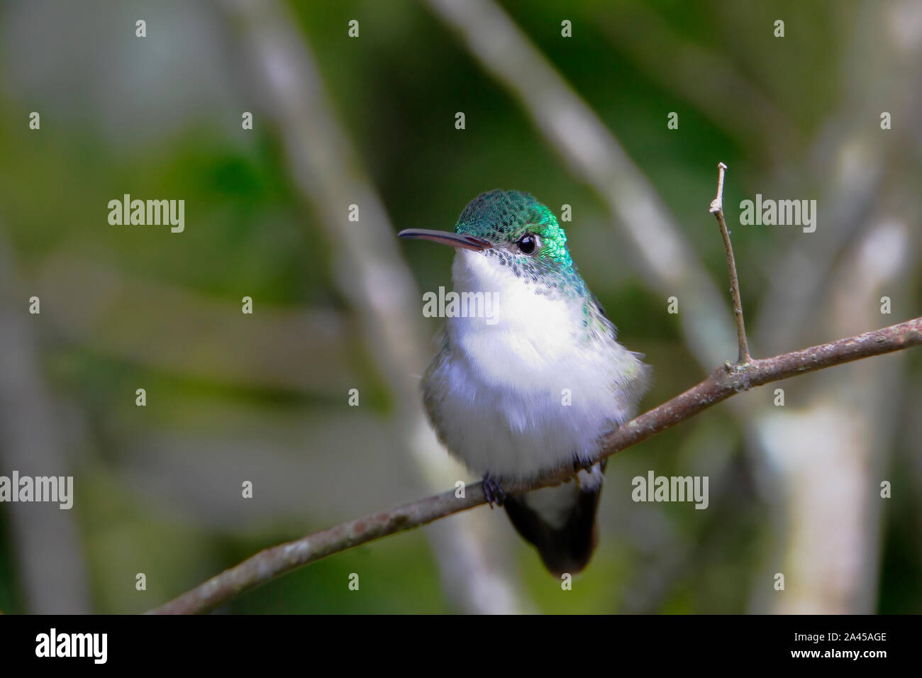 Emerald andine (Amazilia franciae) voler dans la forêt de nuages, l'Équateur Alambi 1 Banque D'Images