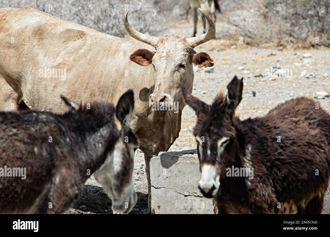 Des ânes et des vaches, jour ensoleillé chaud dans le dessert. Kalahari au Botswana Banque D'Images