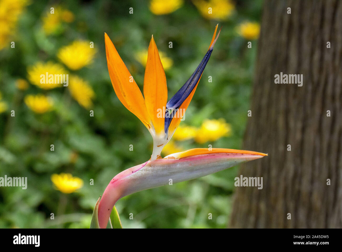 Fleur des perroquets dans les forêts tropicales Banque D'Images