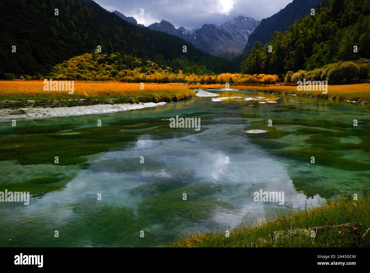 Collection automne pleure Daocheng Yading en jaune et rouge dans la préfecture autonome tibétaine de Garze, au sud-ouest de la province chinoise du Sichuan, le 2 septembre 2019. Banque D'Images