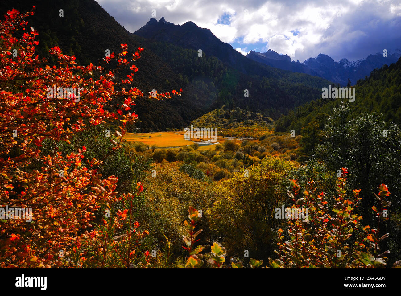 Collection automne pleure Daocheng Yading en jaune et rouge dans la préfecture autonome tibétaine de Garze, au sud-ouest de la province chinoise du Sichuan, le 2 septembre 2019. Banque D'Images
