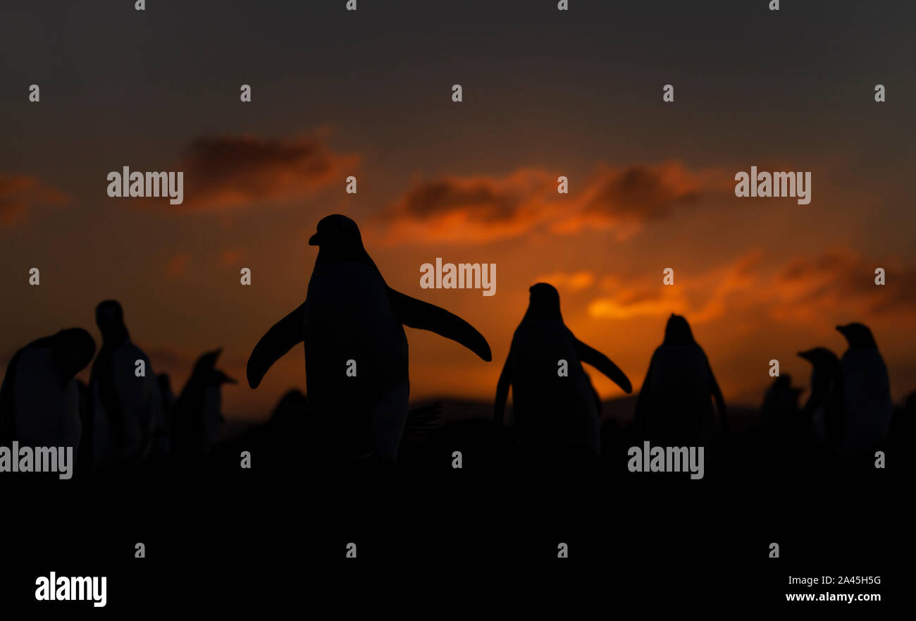 Manchots au coucher du soleil, Saunders, îles Falkland. Banque D'Images