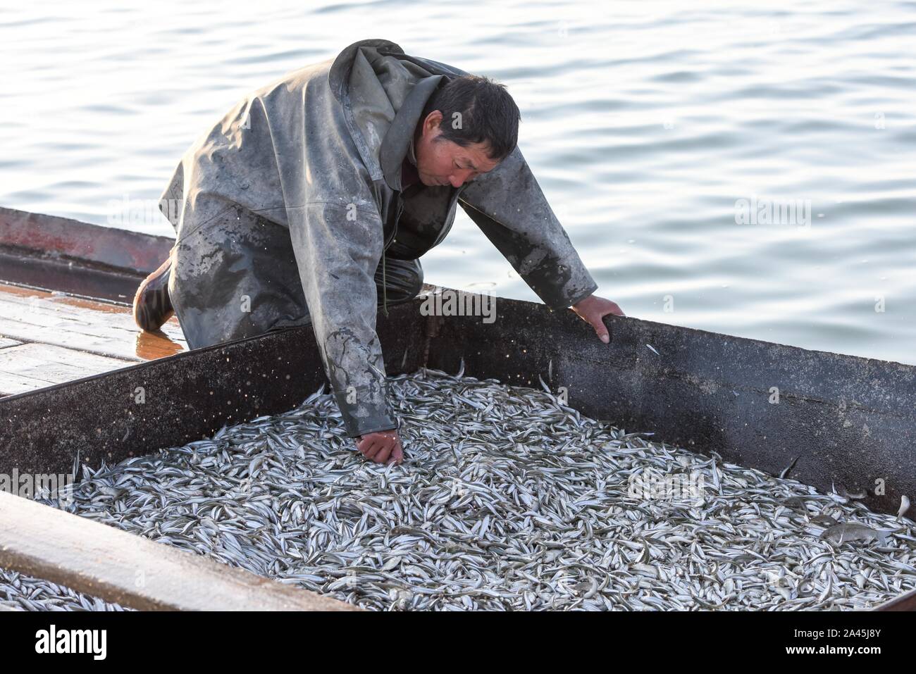 191012) -- BOHU COUNTY, 12 octobre 2019 (Xinhua) -- un pêcheur local sortes  pond à l'éperlan de lac Bosten récoltés dans des paniers avant de les avoir  pesé dans le comté de