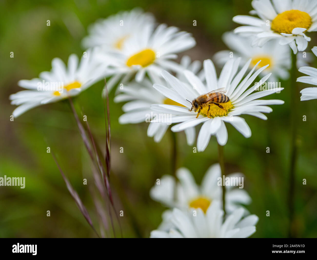 Abeille sur une fleur au printemps Banque D'Images