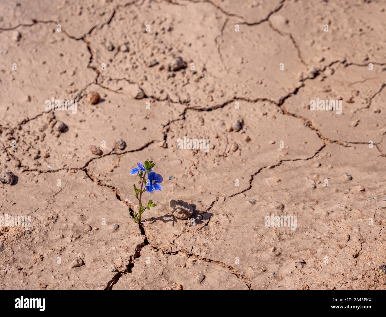 Fleurs lilas solitaire sur de plus en plus fissuré séché soi Banque D'Images
