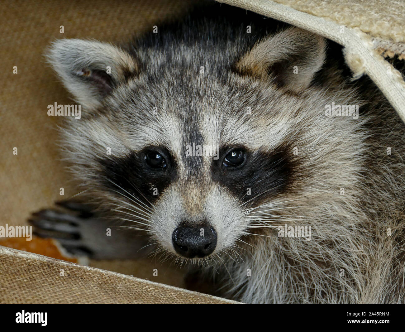 Bebe Raton L Animal raton laveur closeup visage animal mignon Banque de ...