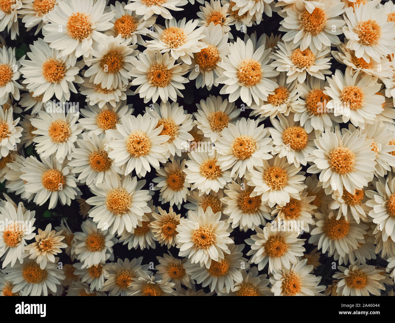 Top View close up of white daisies bouquet composition. Texture pattern de floraison, fleurs de camomille, frais nature background. Banque D'Images