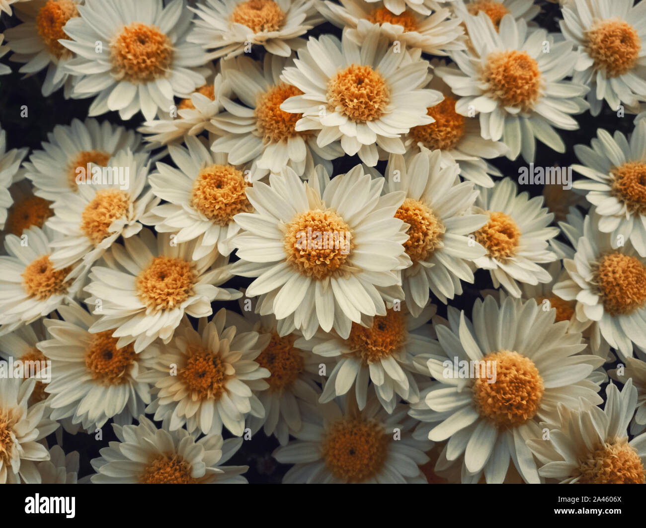 Top View close up of white daisies bouquet composition. Texture pattern de floraison, fleurs de camomille, frais nature background. Banque D'Images