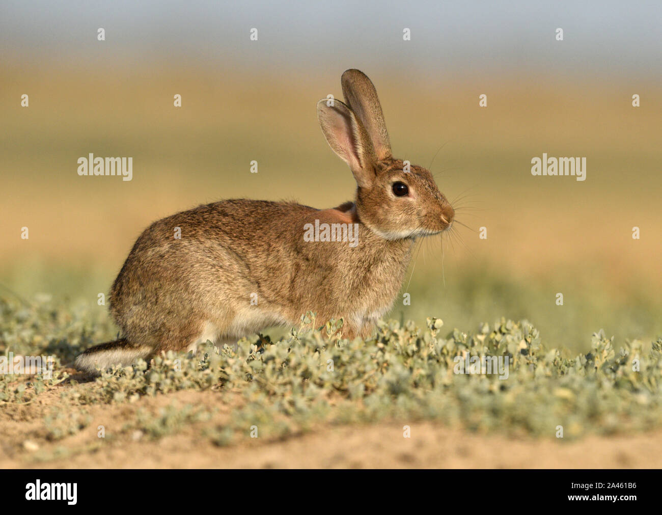 - Lapin Oryctolagus cuniculus Banque D'Images