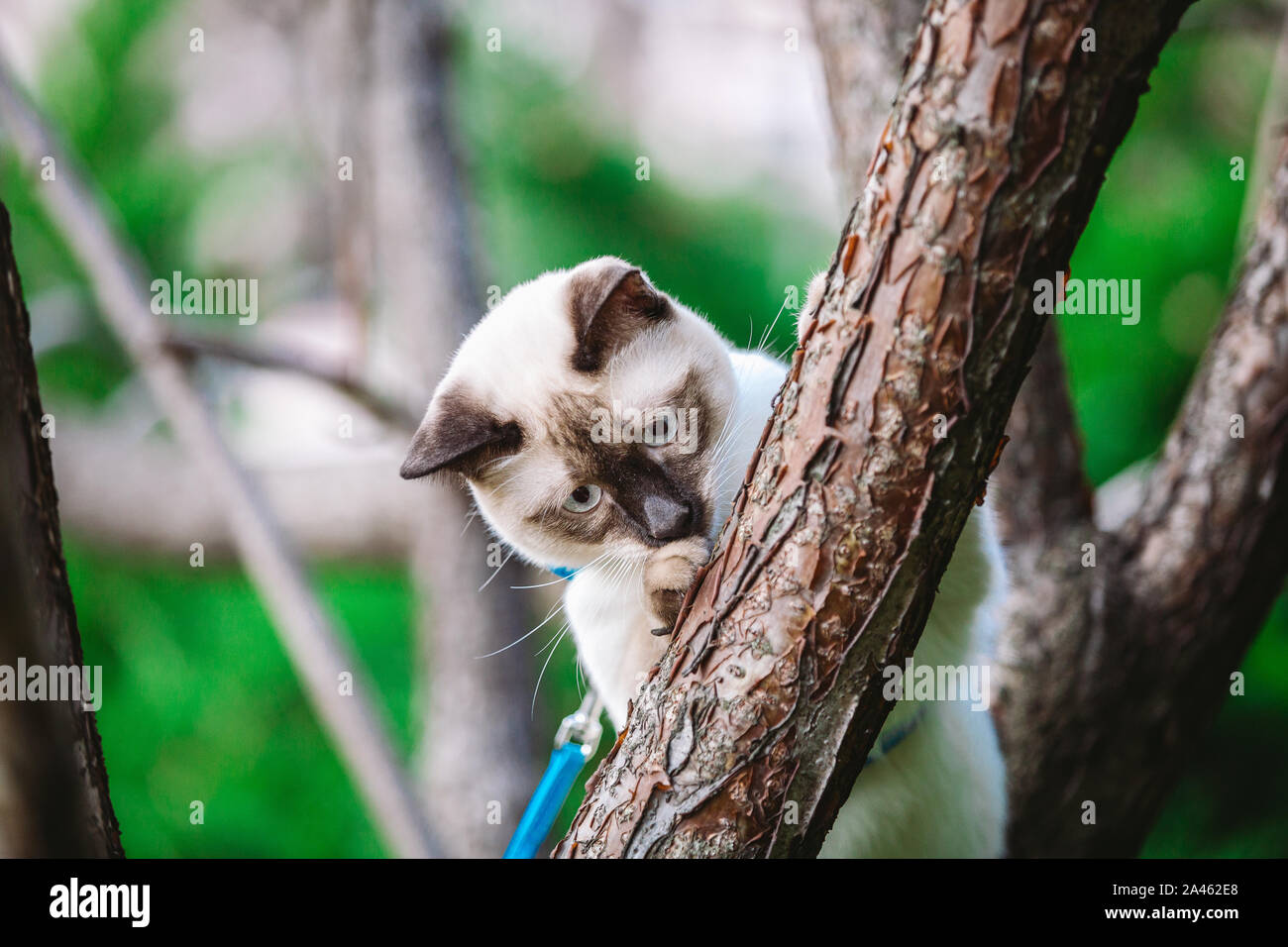 Cat Climbing Tree Cat Hunts Sur Arbre Adorable Portrait Chat Rester Sur Branche D Arbre Chat Sans Poil Court Pure Race Queue Mekong Bobtail Sitting On Tree Photo Stock Alamy
