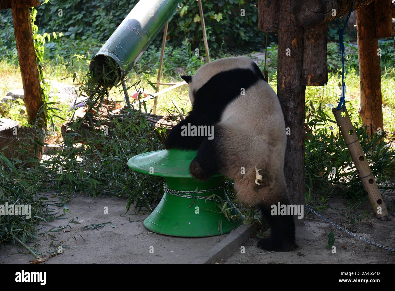 Un panda se dresse sur un jouet au zoo de Pékin à Beijing, Chine, 3 septembre 2019. Banque D'Images