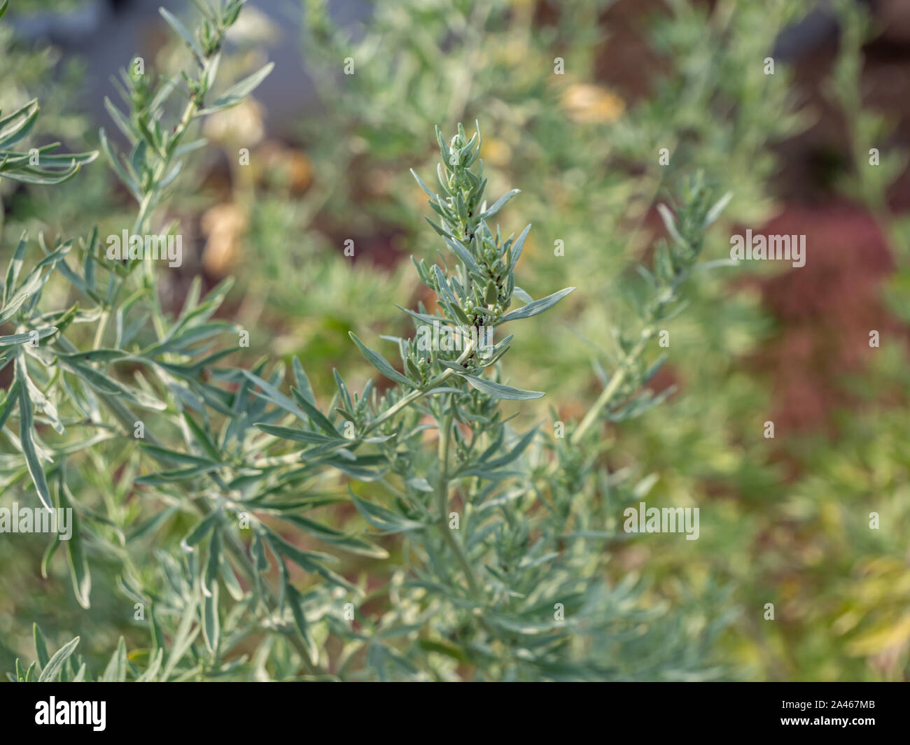 Absinthe Artemisia absinthium plante médicinale dans le jardin Banque D'Images