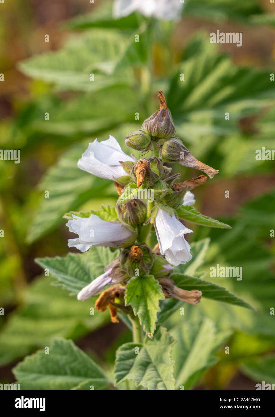 Du vrai guimauve Althaea officinalis plante médicinale dans le temps de floraison Banque D'Images