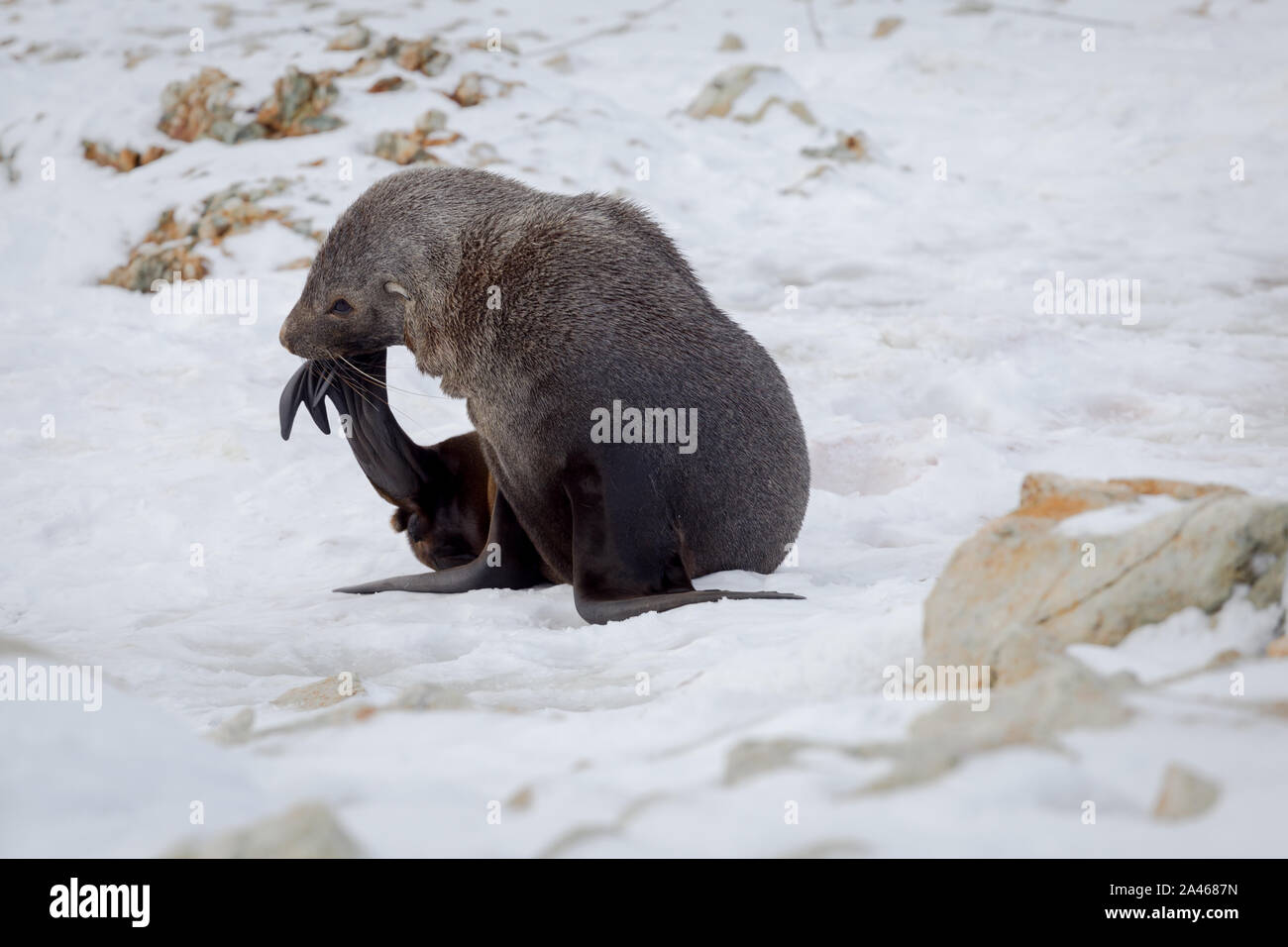 La fourrure de l'Antarctique avec l'ouverture de bouche assis sur la neige, la région des îles de l'Argentine, l'île Galindez, Antarctique. Banque D'Images