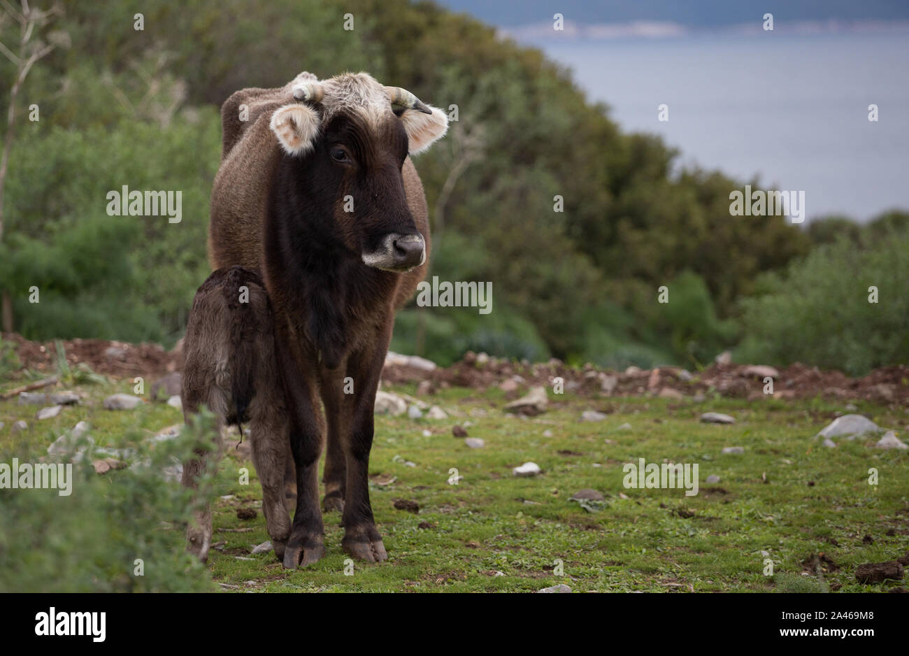 La consommation de lait de vache veau. Portrait jeune vache sur le terrain en Turquie. Le pâturage de la ferme Banque D'Images