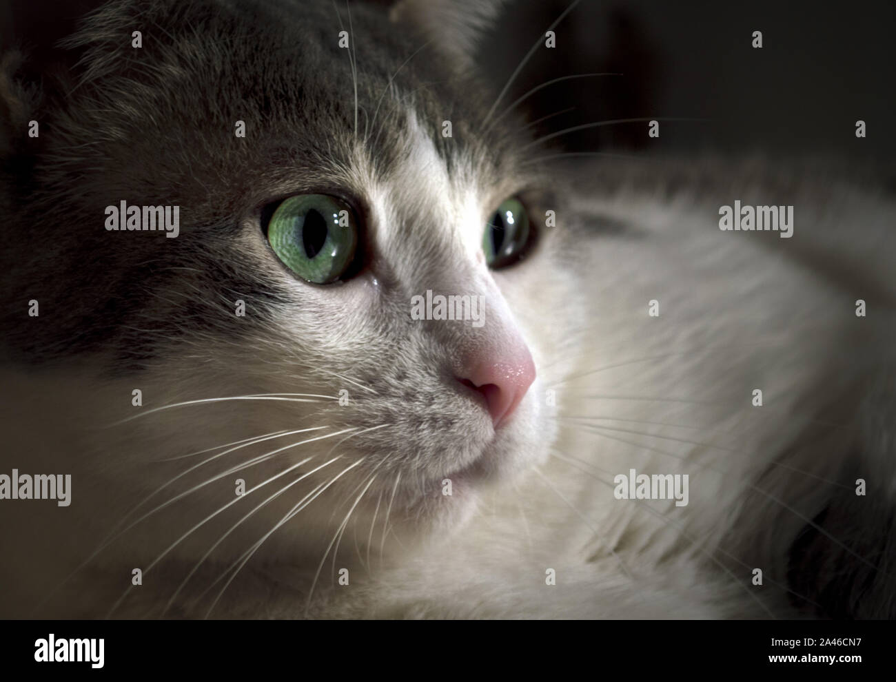 Un Mignon Petit Chat Blanc Europeen Qui Donne Sur Le Terrain Photo Stock Alamy Un Mignon Petit Chat Blanc Europeen Qui Donne Sur Le Terrain Photo Stock Alamy