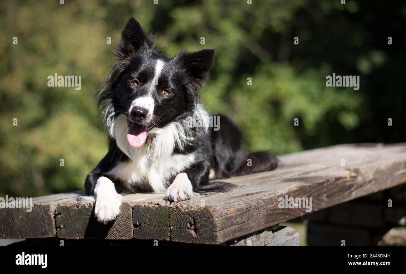 Un drôle de chiot border collie allongé sur une table en bois dans les bois Banque D'Images