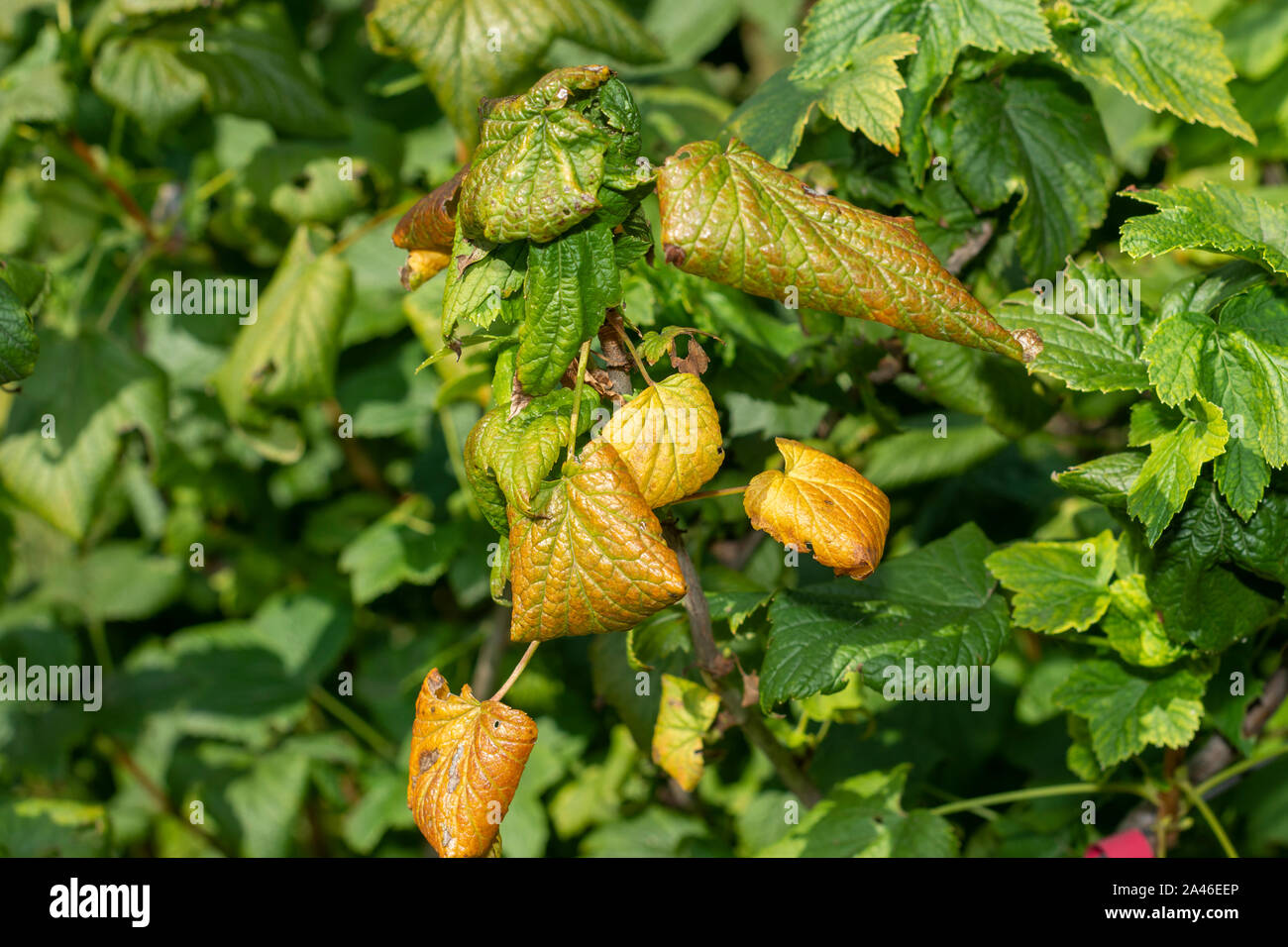 Les feuilles malades dans les taches de la pourriture de cassis. Protection contre les maladies et ravageurs au jardin Banque D'Images