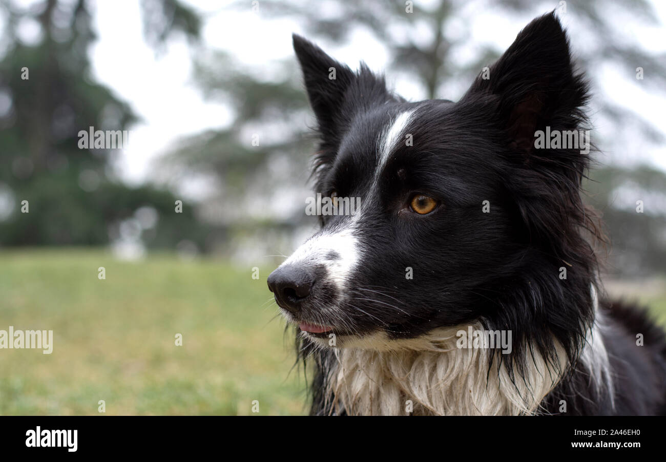 Un drôle et humide chiot border collie posing heureux dans la campagne Banque D'Images