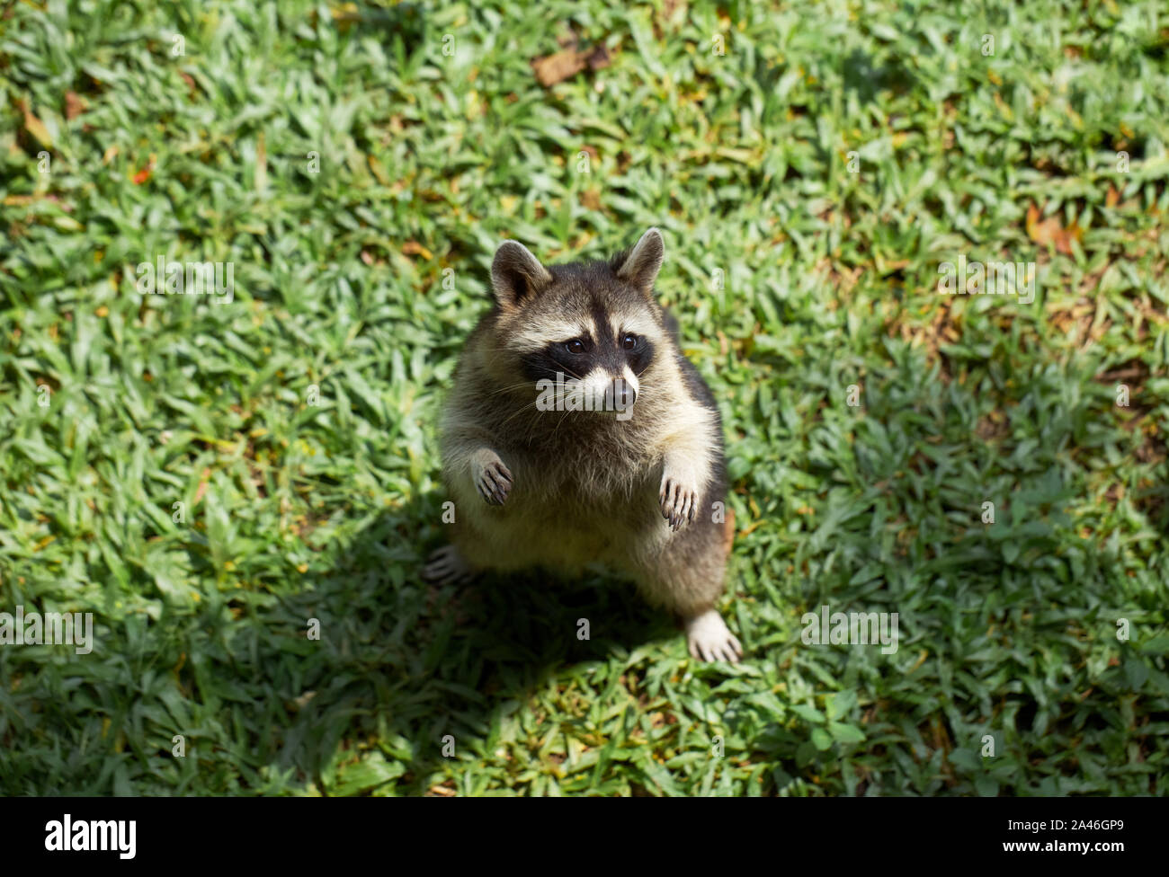 Raton Mignon Banque D'Images
