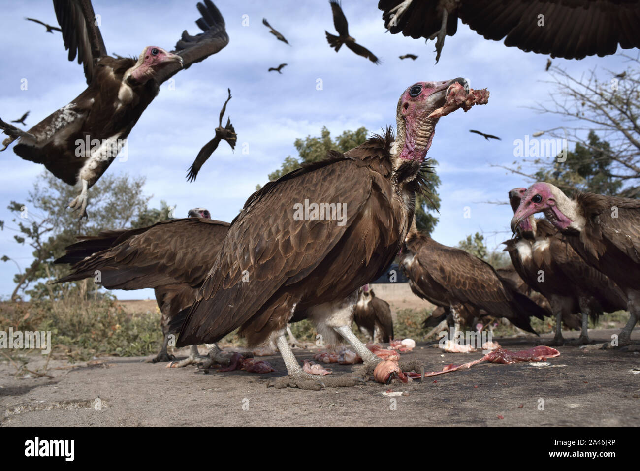 Hooded Vulture Necrosyrtes monachus - Banque D'Images