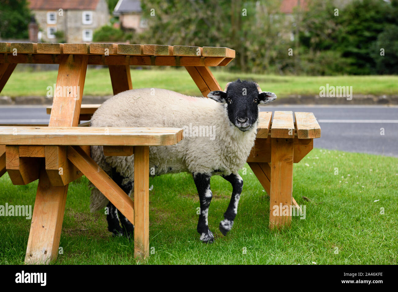 Moutons Swaledale sous une table de pique-nique au Crown pub dans Hutton-le-Hole Village North York Moors National Park North Yorkshire Angleterre Banque D'Images