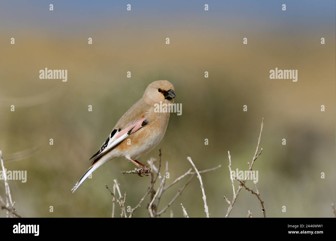 - Rhodospiza obsoleta Desert Finch Banque D'Images