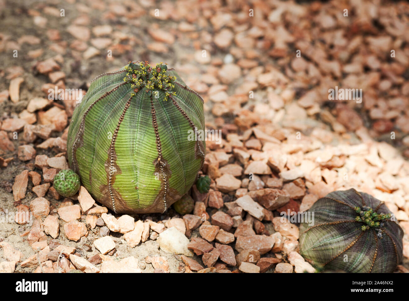 Euphorbia cavernularia baseball (plante) dans un jardin botanique Banque D'Images