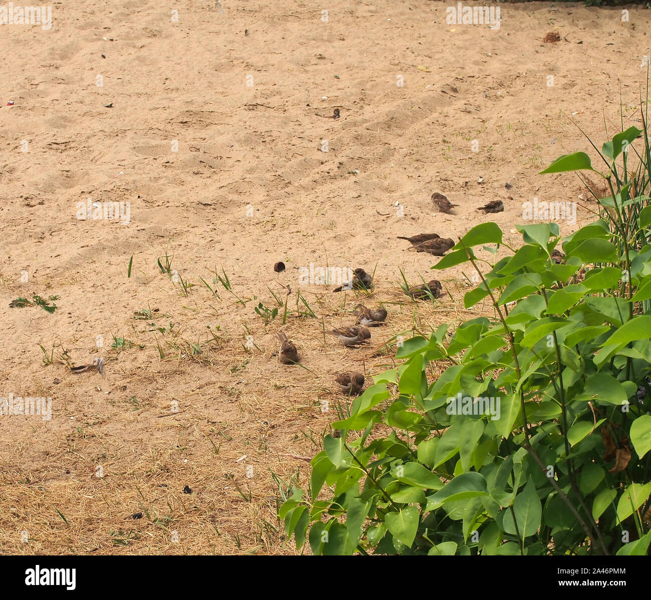Une volée de moineaux se reposant sur le sable. Les oiseaux se baignent dans le sable. Des oiseaux sauvages. Banque D'Images