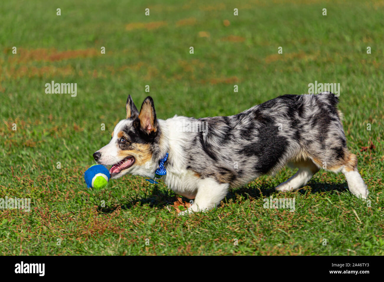 Un Welsh Corgi trotte dans l'herbe dans un parc public, portant un bleu et vert balle de tennis dans sa bouche. À l'avant, il abaisse sa tête pour ret Banque D'Images