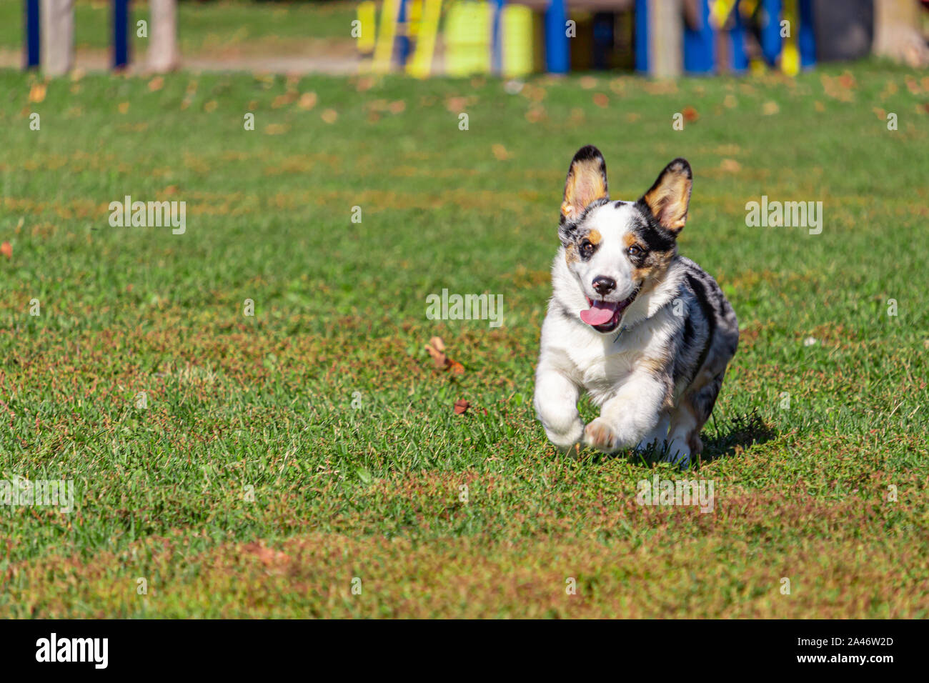 Un Welsh Corgi est l'exécution de cette manière, ses pattes avant levé car il limite l'avant. La langue du chien de petite taille se bloque comme il fonctionne avec un regard d'exciteme Banque D'Images