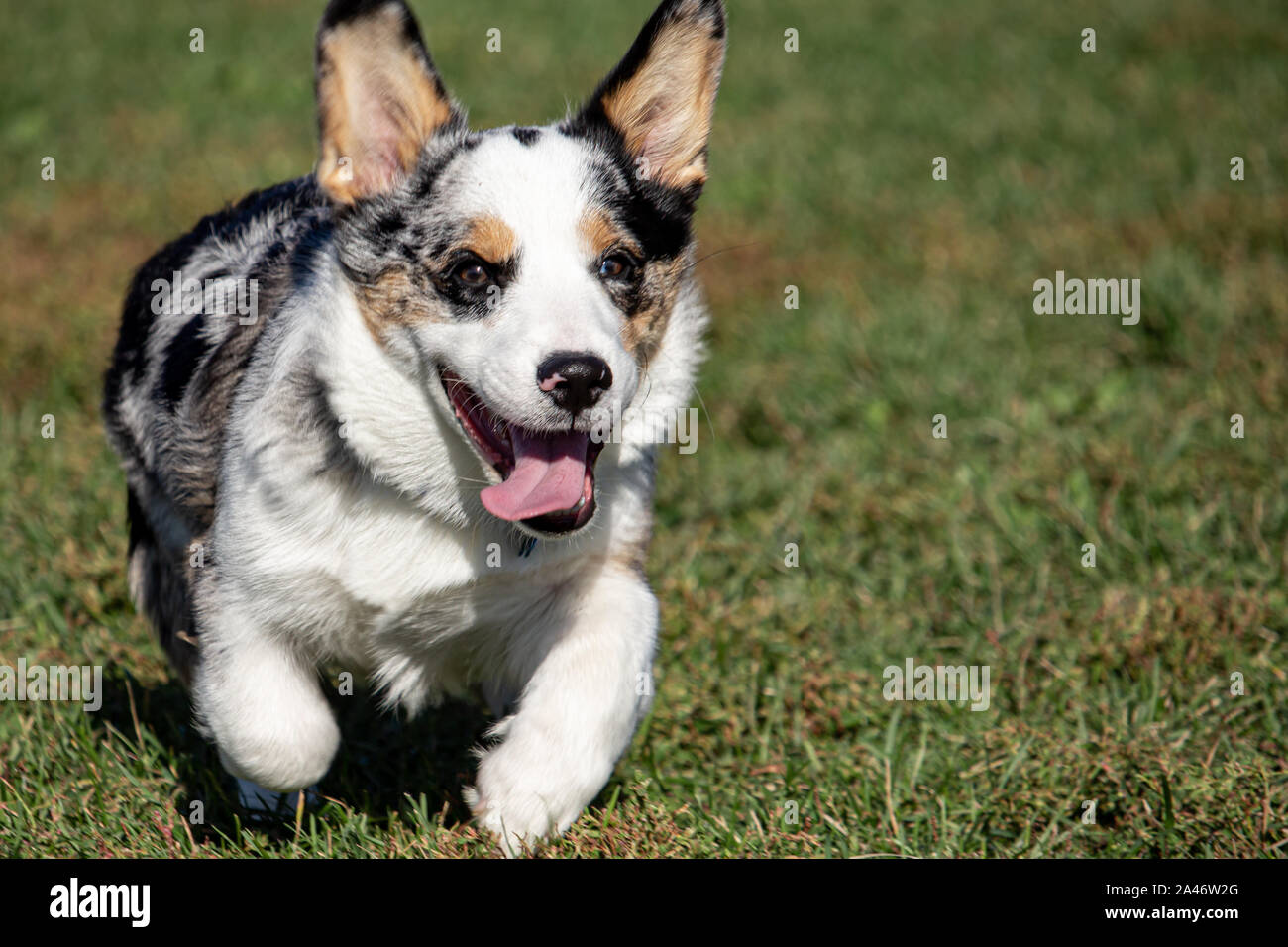 Un Welsh Corgi trotskos de cette façon avec sa langue traîner. Le rythme rapide du chien peut être vu par le mouvement de ses jambes. Banque D'Images