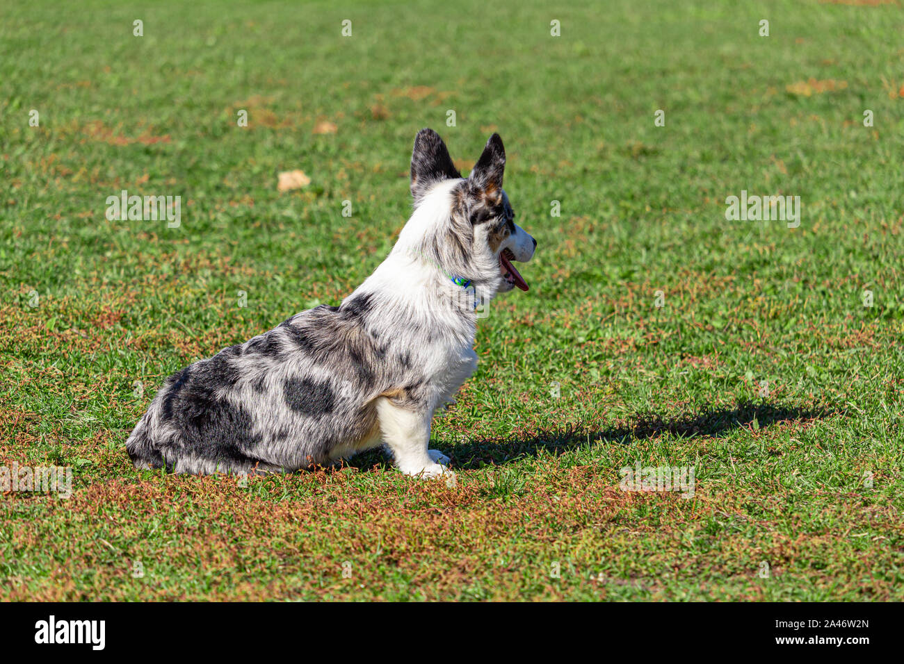 Un Welsh Corgi est assis dans l'herbe d'un parc public à l'automne, à l'hôtel. Le chien avec sa bouche ouverte et les oreilles se redressa. Banque D'Images