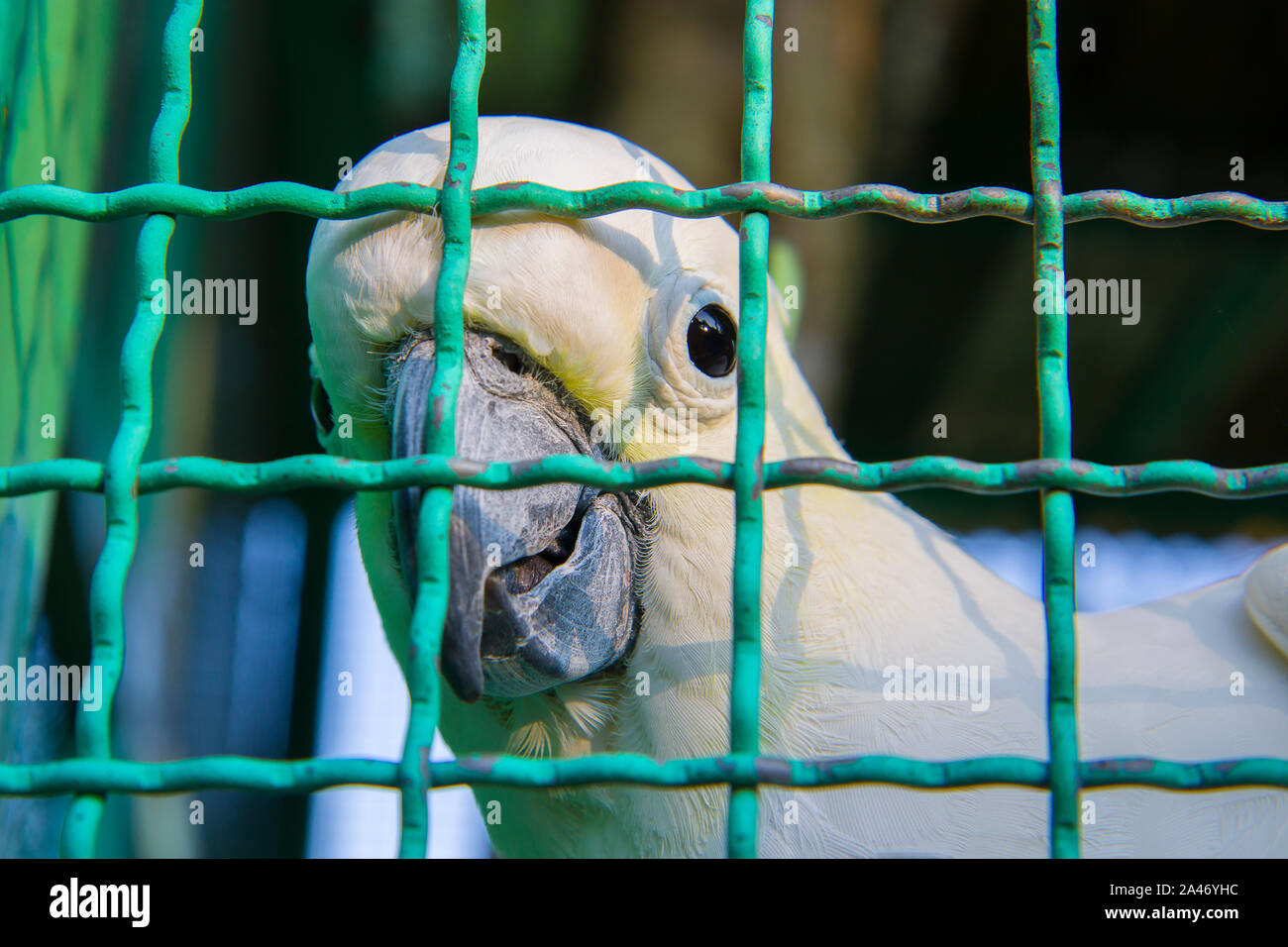 Des yeux lumineux mignon petit oiseau perroquet en cage. Galerie d'images haute résolution. Banque D'Images