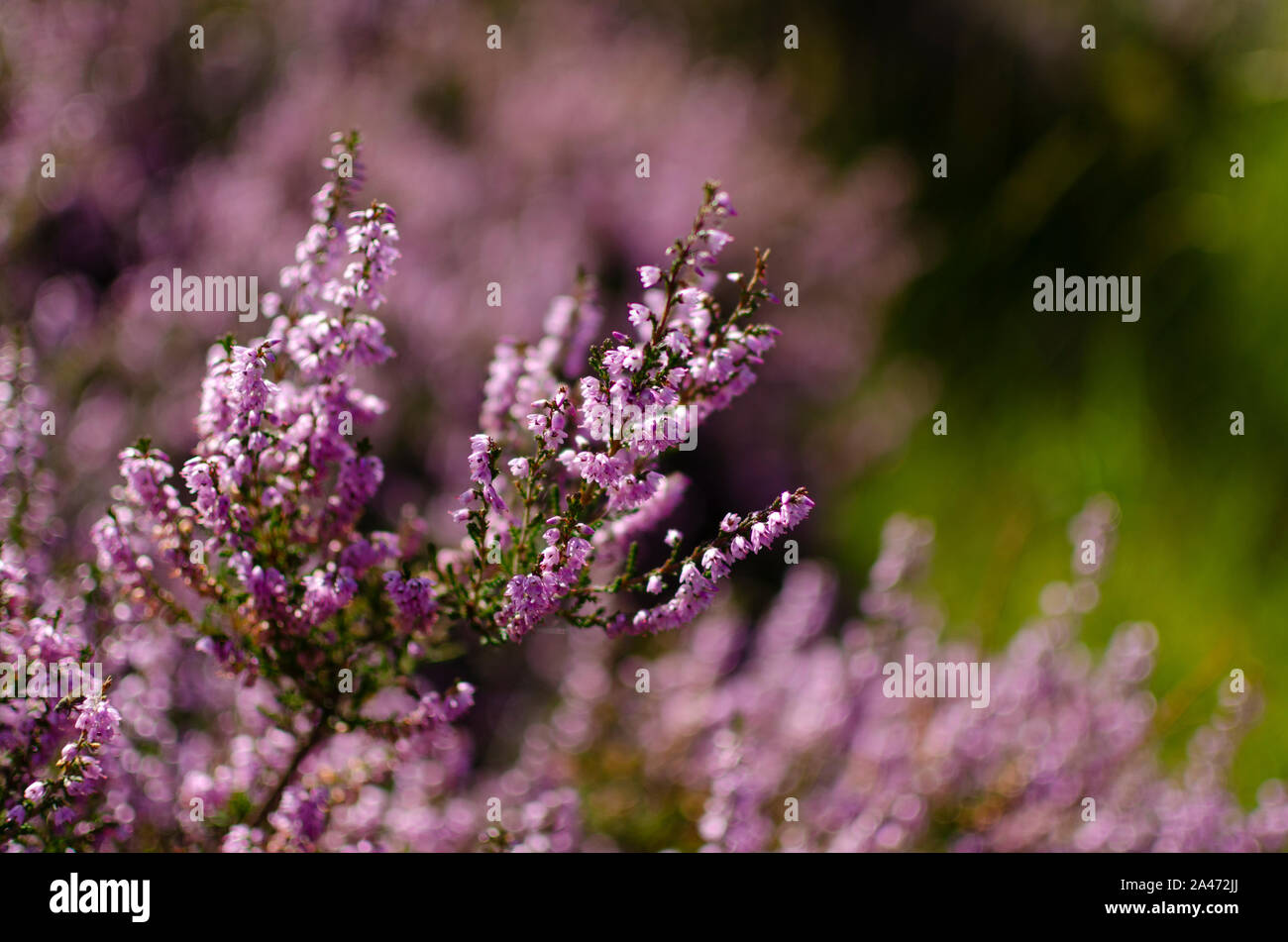 Bruyère commune ( Calluna vulgaris ) dans les Highlands du nord-ouest de l'Ecosse UK Banque D'Images