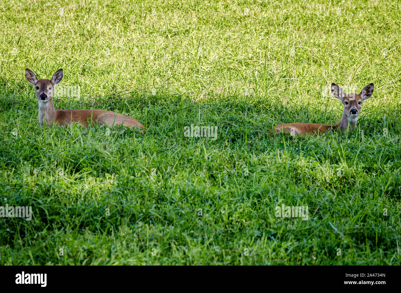 Les faons dans la Whitetail Colville National Forest. Banque D'Images