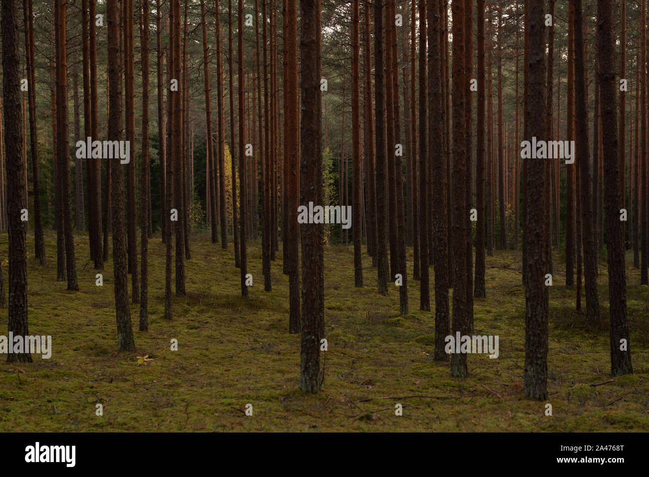 L'automne les arbres forestiers avec Moss et le soleil derrière les arbres. Le bois vert Nature du soleil en arrière-plan. Banque D'Images