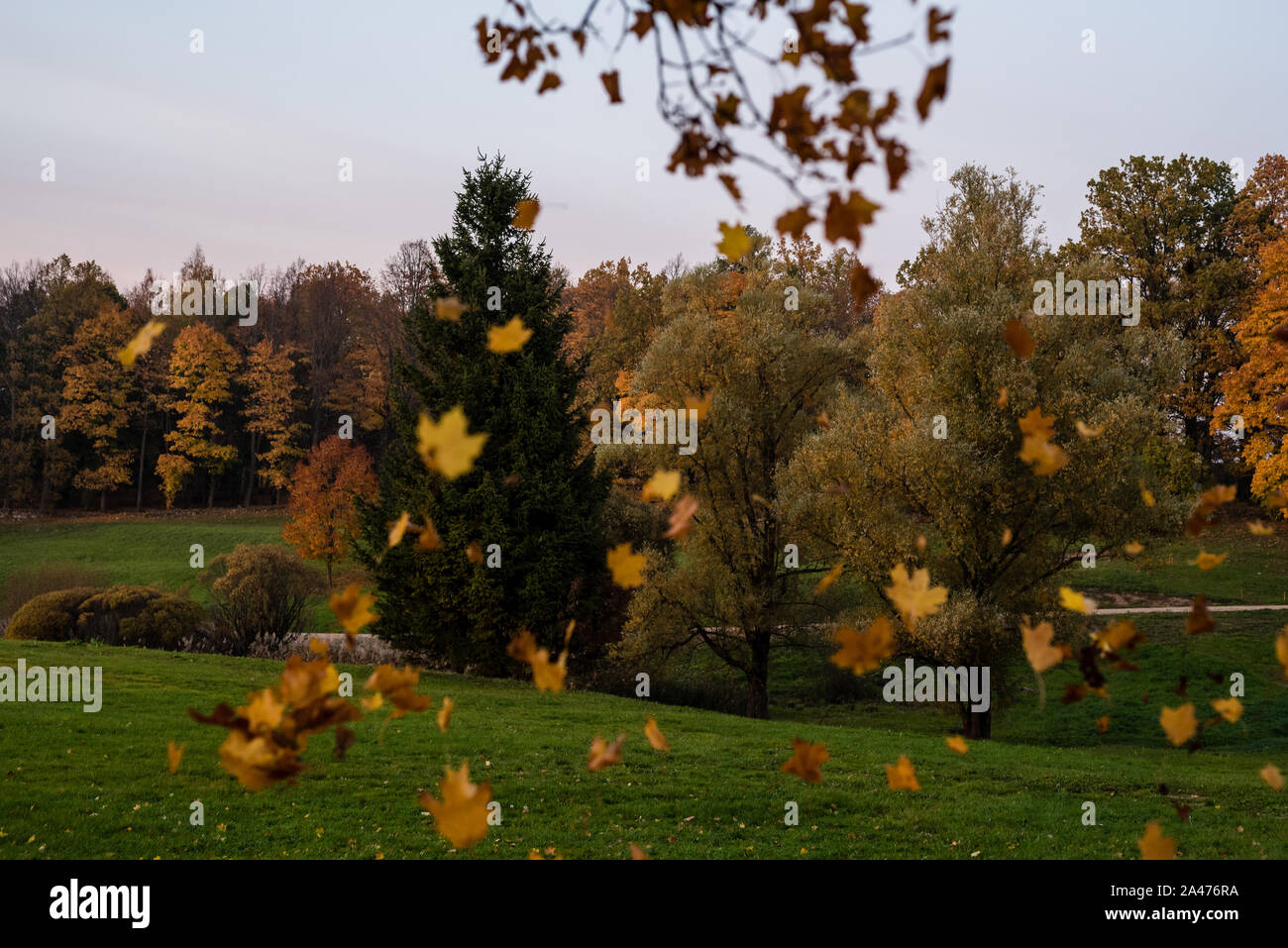 Automne feuilles d'érable de la chute d'un arbre dans un parc avec de l'herbe bien verte et jaune des feuilles, en soirée. Beau feuillage, les feuilles dans le motion blur, avec quelques gr Banque D'Images