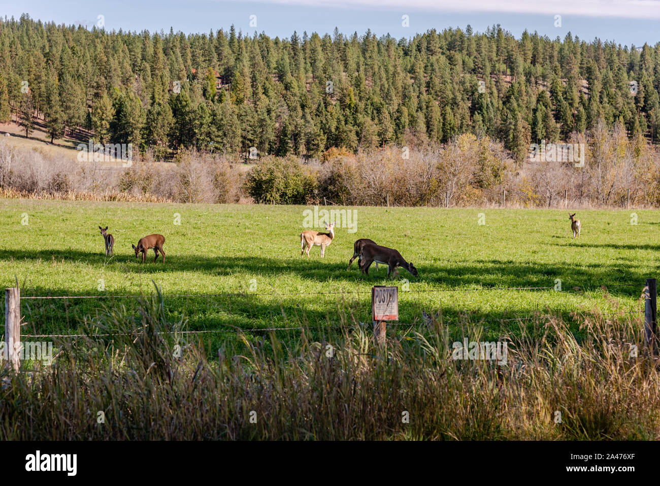 L'alimentation de cerfs dans un champ de foin. Banque D'Images