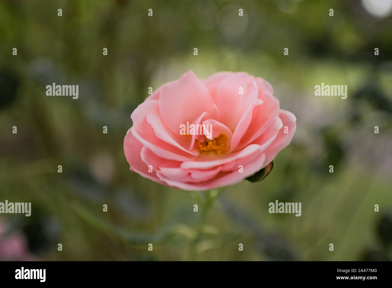 Blooming rose rose isolé sur fond vert trouble in park Banque D'Images