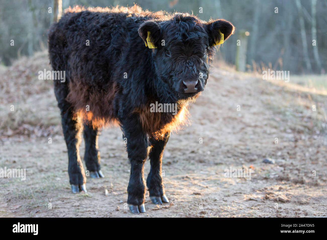 Veau noir galloway dans la nature Banque D'Images