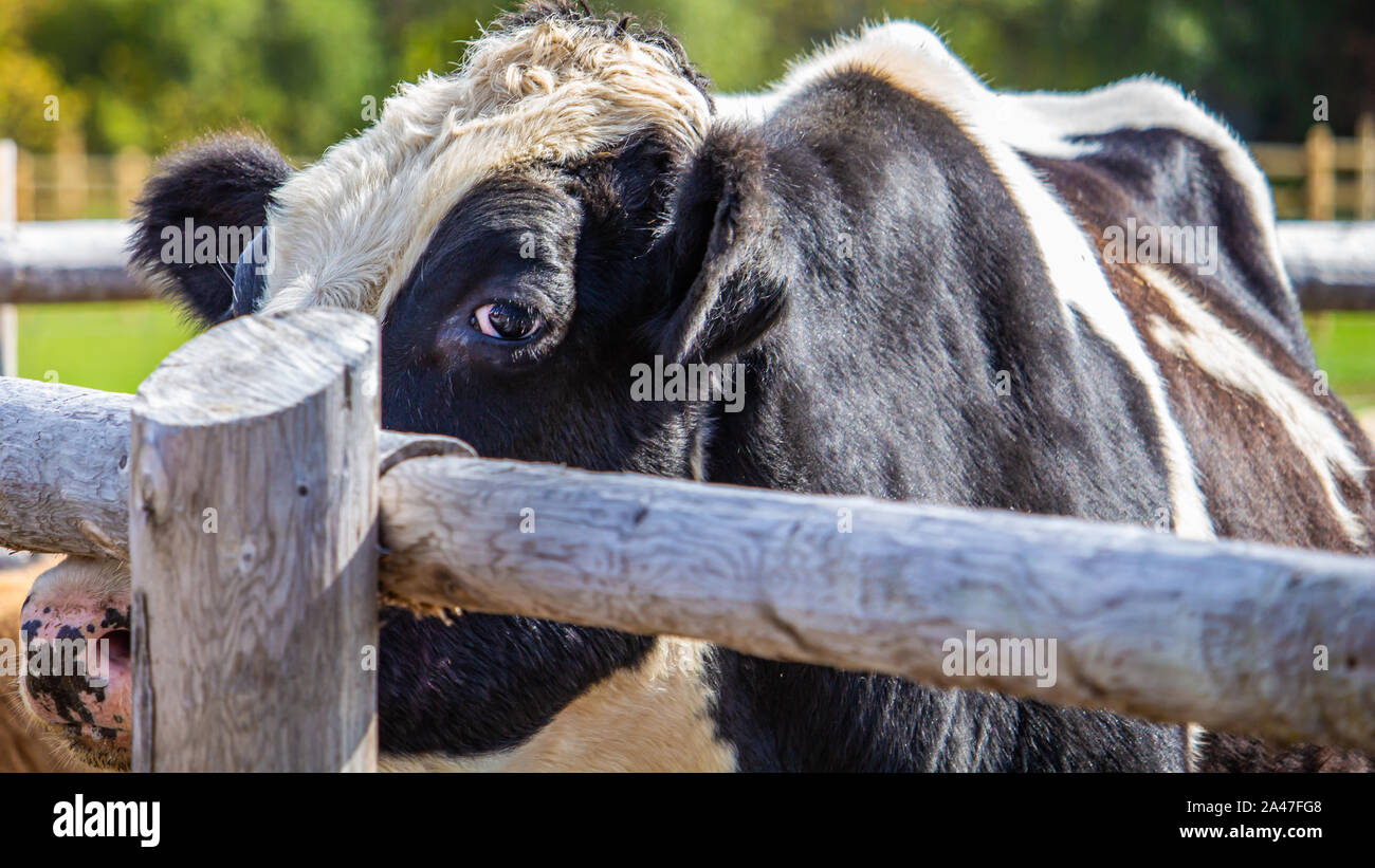 Un grand noir et blanc taureau Holstein s'élève à une clôture en bois, en regardant le spectateur. Banque D'Images