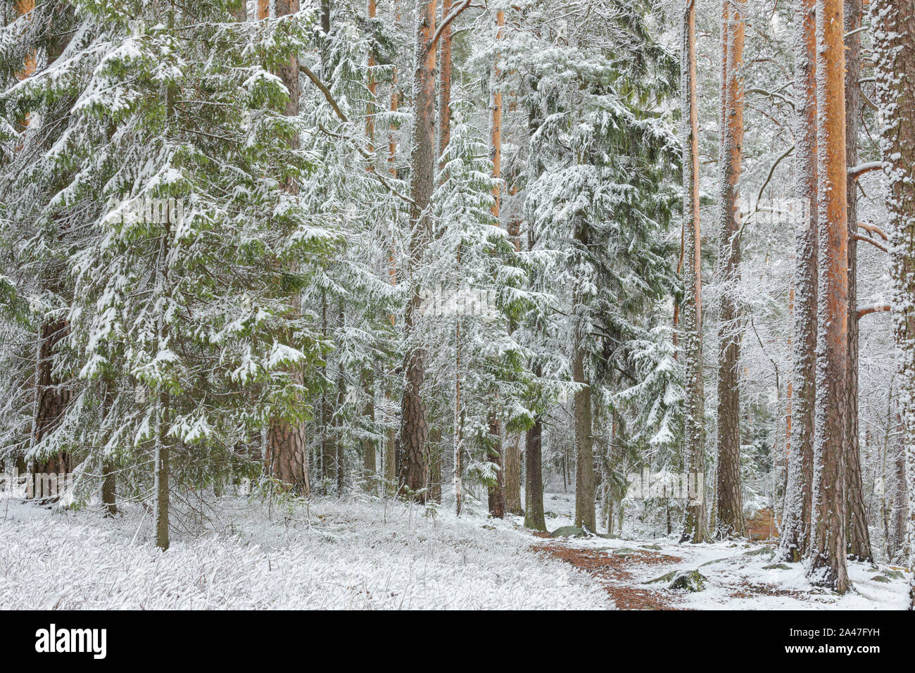 Beau paysage de forêt hiver serein en Finlande Banque D'Images