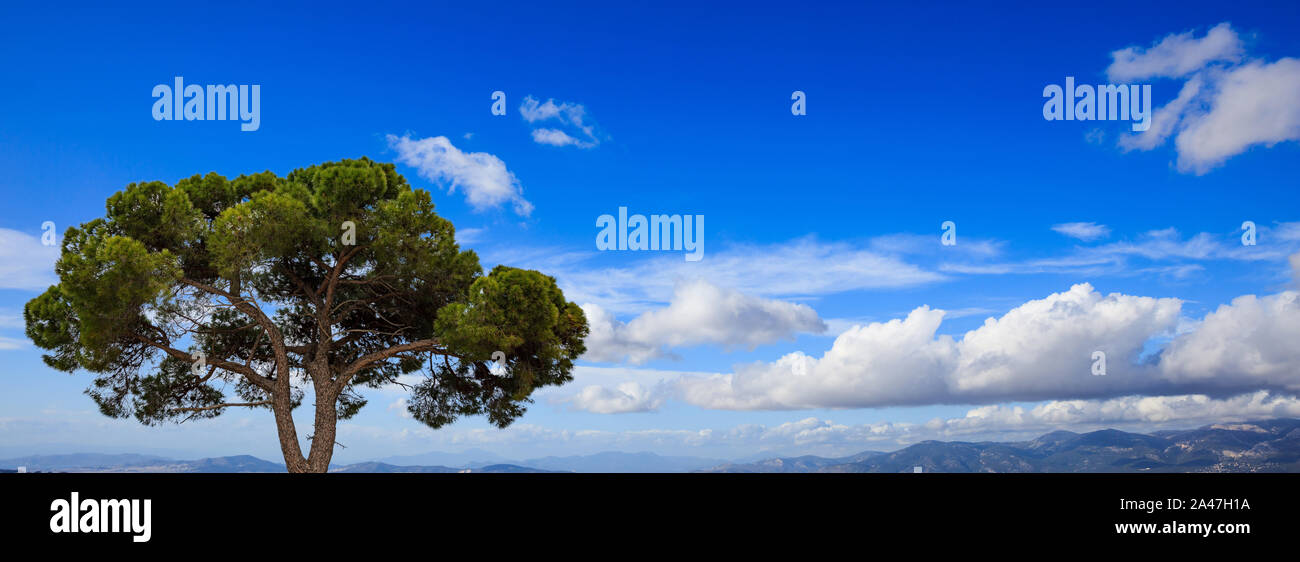 Pine Tree par la mer, fond de ciel bleu, bannière, copiez l'espace. La Grèce, de l'Attique. Banque D'Images
