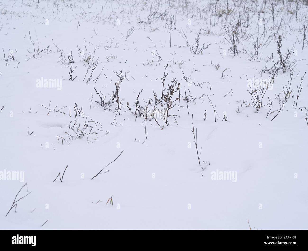 Plantes sèches couvertes de neige hiver Nature Background Banque D'Images