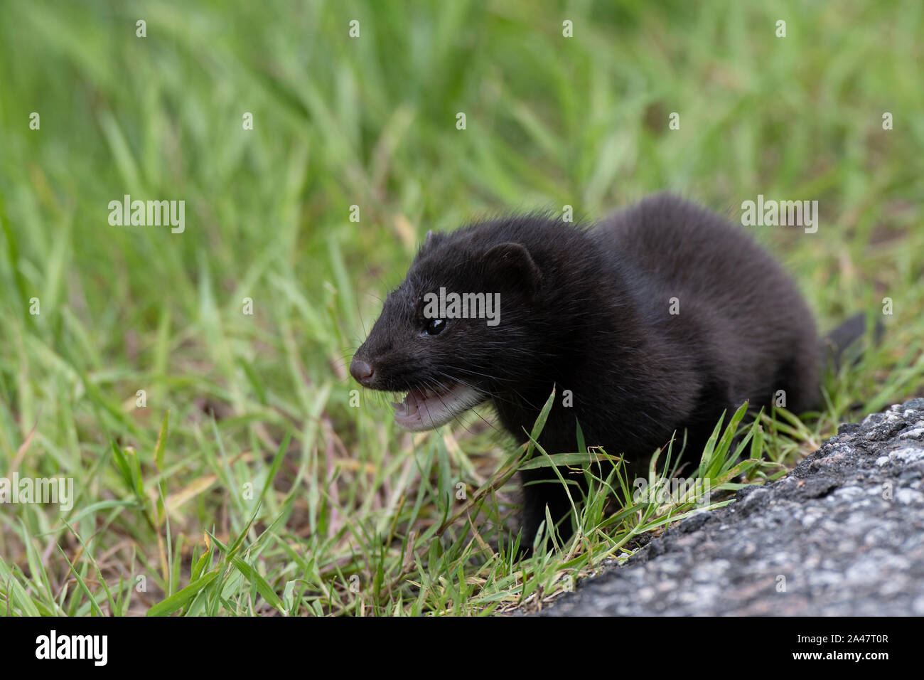 Vison D Europe Mustela Lutreola Sur L Herbe Photo Stock Alamy