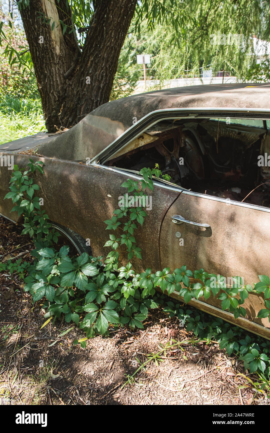 Arbre et Ivy, fruit d'une voiture Banque D'Images