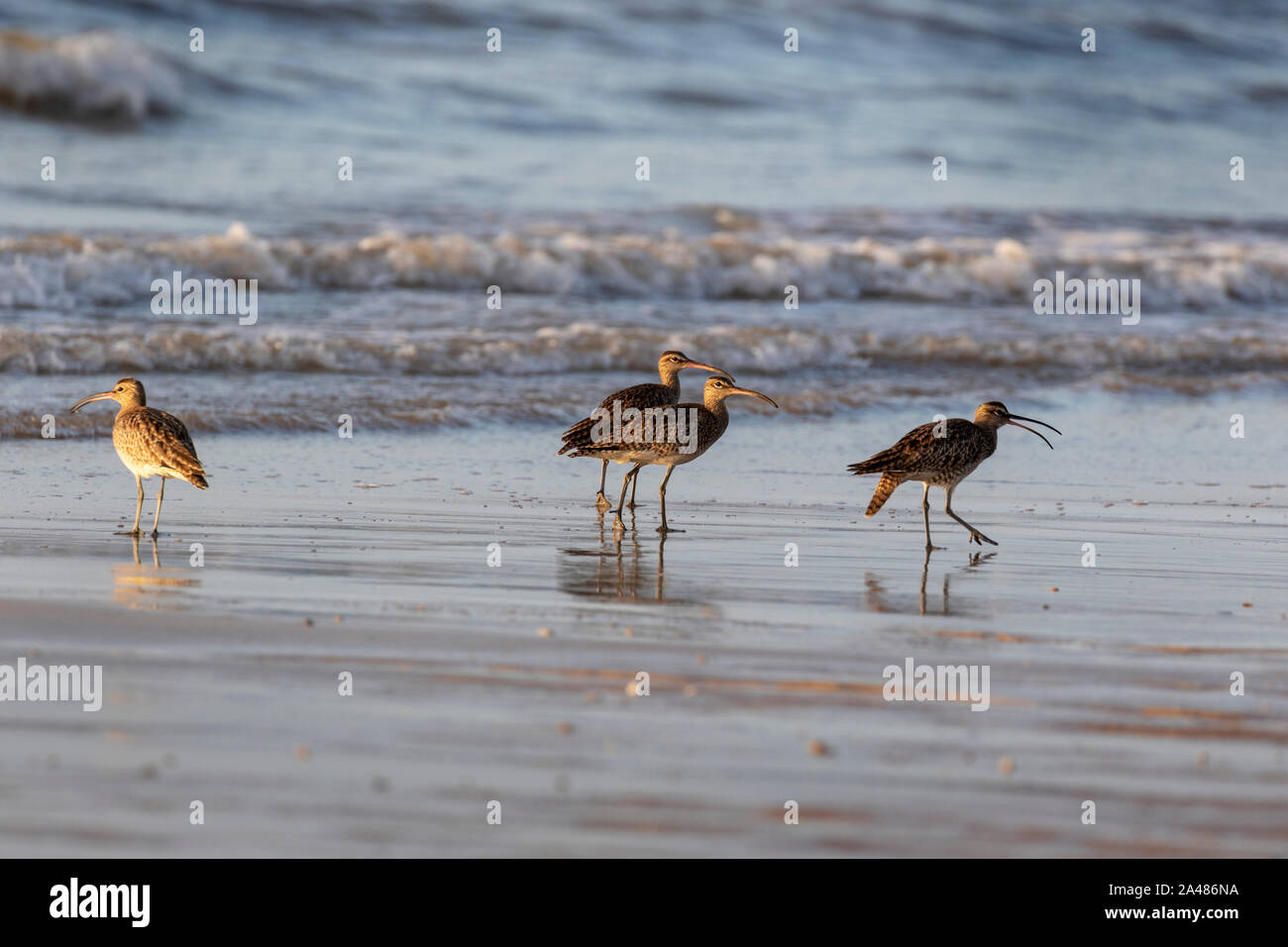 Oiseau sur une plage en Thailande Banque D'Images
