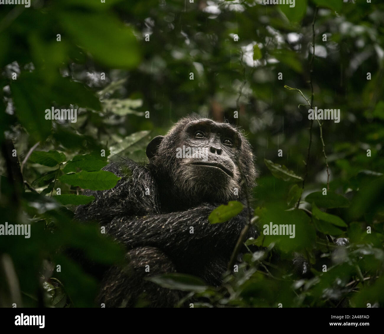 Wild Chimpanzee dans la forêt de Kibale en Ouganda. Banque D'Images